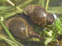 Pond Snail Research Could Someday help PTSD