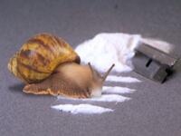 Snails On Meth